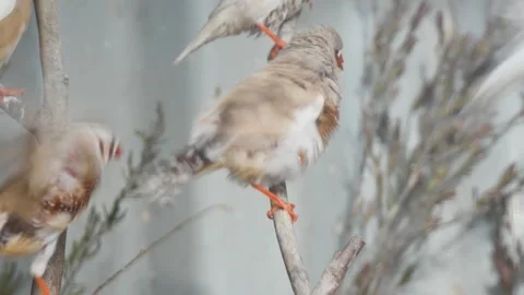 Small flock of birds sitting on branches Stock Footage 341009099