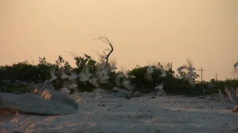 Small flock of birds in the sunset Stock Footage 47991014