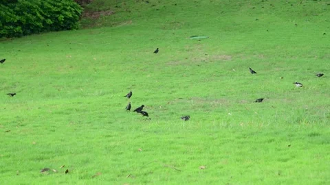 Small flock of black birds foraging for food on green park grass Stock Footage 341946822