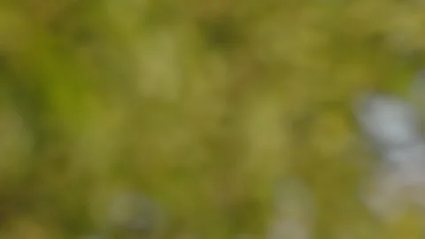 Small Flock of Blue headed Parrots flies gracefully in slow motion over Peru’s 스톡 동영상 307497037
