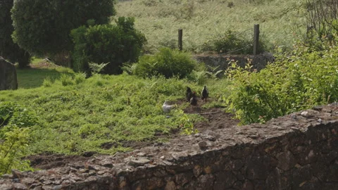 Small flock of chickens foraging in a lush, green garden behind a traditional Stock Footage 336054266