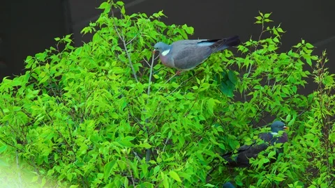 Small flock of city pigeons settle on top of a small tree branch for Vídeos de archivo 129704046