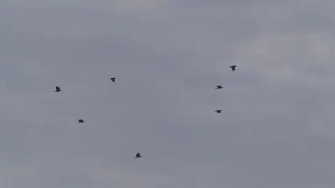 Small Flock Of Crow Birds Flying Across A Cloudy Grey Sky. - low angle shot Stock Footage 347127050