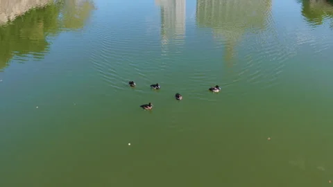 Small flock of ducks floating on the calm green water of a city park Stock Footage 329555964