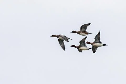 Small flock of Eurasian Wigeon in flight Stock Photos