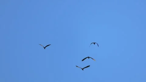 Small flock of four Purple Herons (Ardea purpurea) flying in formation, 4K wildl Stock Footage 333585489