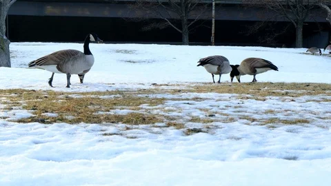 Small flock of geese foraging in Chicago Stock Footage 103539232