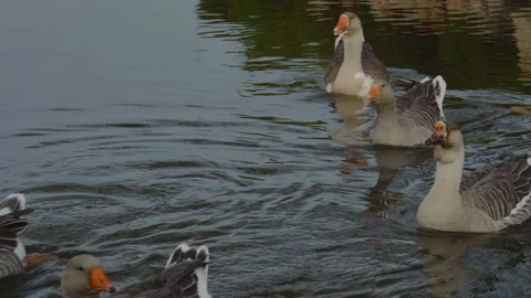 A small flock of gray geese swims on a lake in a city park Stock Footage 184056547