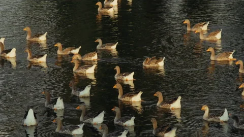 A small flock of Grey Geese Floating Across the Lake in the Park in the Light of Stock Footage 160254279
