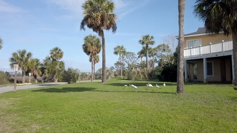 Small Flock of Ibis Birds Stock Footage 124936104