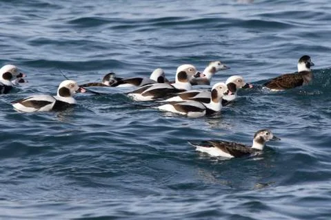 Small flock of long-tailed ducks floating along the shore of a winter day Stock Photos
