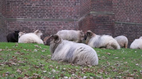 A small flock of long wool domestic sheep with prominent horns resting Stock Footage 335704796