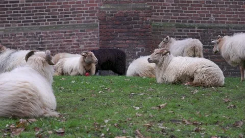 A small flock of long-wool domestic sheep with prominent horns resting 스톡 동영상 335704805