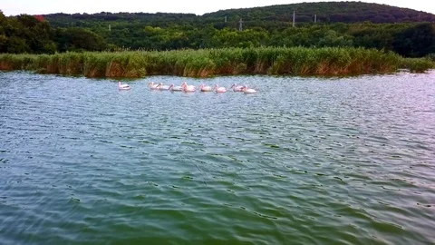 Small flock of pelicans in a lake Video stock 104051245