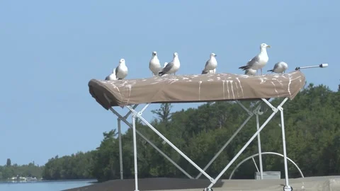 A small flock of sea gulls perched on top boat hood Stock Footage 166594319