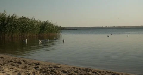 A small flock of seagulls Stock Footage 160968129