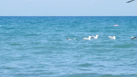 A small flock of seagulls peacefully floating on the blue sea waves during a Видео 333359372