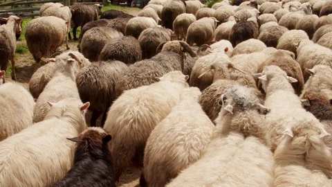 A small flock of sheep and rams walking together, close up Video stock 124906900