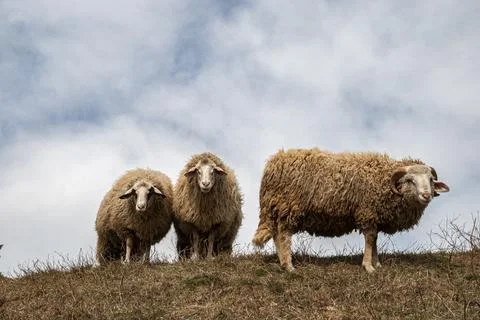 Small flock of sheep closeup Stock Photos