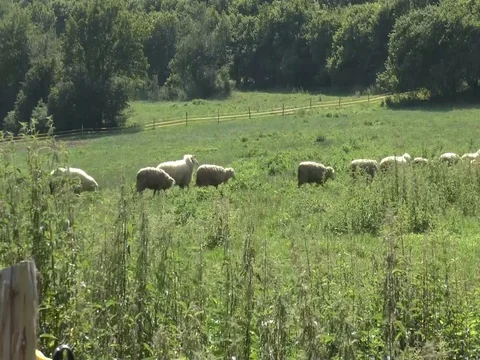 A Small Flock of Sheep Crosses A Green Meadow Video stock 75542026