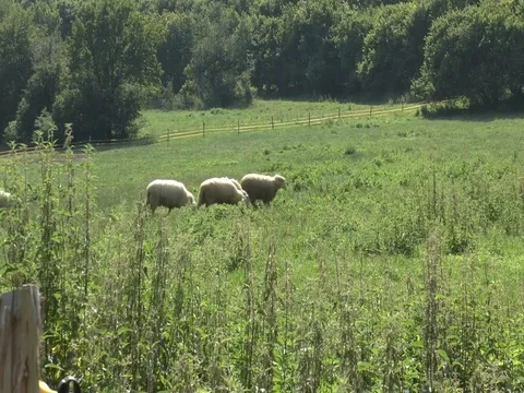 A Small Flock of Sheep Crosses A Green Meadow Video stock 75542035
