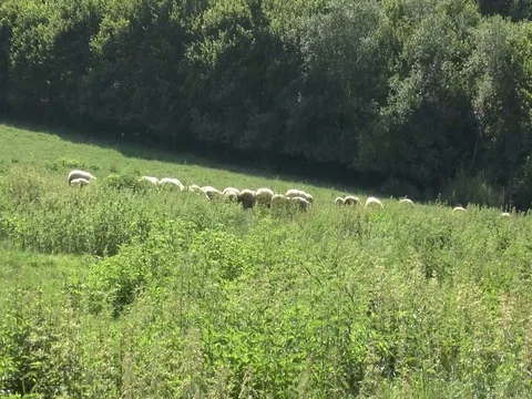 A Small Flock of Sheep Crosses A Green Meadow Video stock 75542040