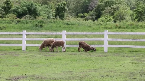 A small flock of sheep eating grass in a green meadow with a white fence. Vídeo Stock 331276777
