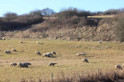 A small flock of sheep on the edge Stock Photos