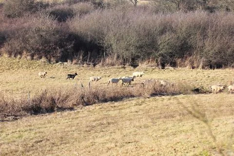 A small flock of sheep on the edge Stock Photos