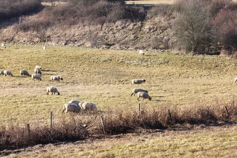 A small flock of sheep on the edge Stock Photos