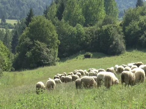 A Small Flock of Sheep Grazes in a Green Meadow Video stock 75542030