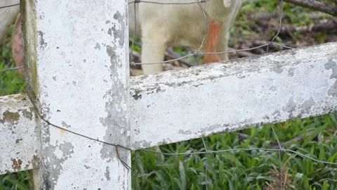 A small flock of sheep grazes in the open fields of a rural university. Stock Footage 291241635