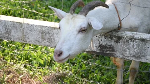 A small flock of sheep grazes in the open fields of a rural university. Stock Footage 291242146