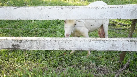 A small flock of sheep grazes in the open fields of a rural university. Stock Footage 291242161