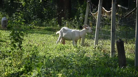 A small flock of sheep grazes in the open fields of a rural university. Stock Footage 291242168