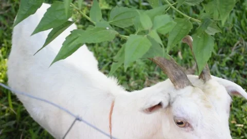 A small flock of sheep grazes in the open fields of a rural university. Stock Footage 291243024