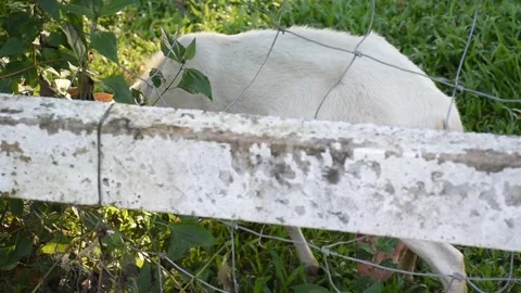A small flock of sheep grazes in the open fields of a rural university. Stock Footage 291243028