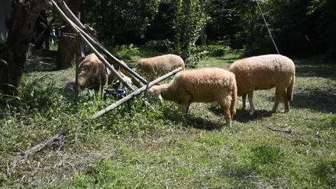 A small flock of sheep grazes in the open fields of a rural university. Stock Footage 291248795