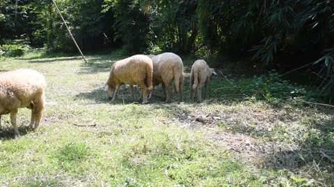 A small flock of sheep grazes in the open fields of a rural university. Stock Footage 291248817