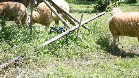 A small flock of sheep grazes in the open fields of a rural university. Stock Footage 291248968