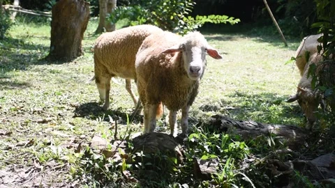A small flock of sheep grazes in the open fields of a rural university. Stock Footage 291248990