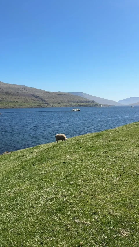 A small flock of sheep grazes peacefully on a grassy hillside above a deep blue  Video stock 310947777