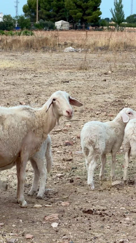 Small Flock of Sheep Grazing on Dry Pasture in Rural Spain Stock Footage 340194453