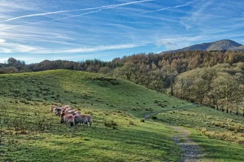 A small flock of sheep grazing in Little Langdale. Stock Photos