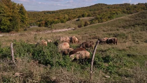 Small flock of sheep grazing on a meadow in autumn Vídeo Stock 219997768