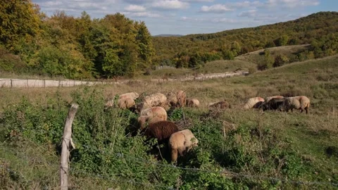 Small flock of sheep grazing on a meadow in autumn Video stock 219997769