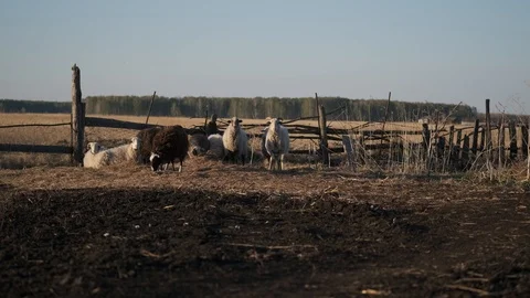A small flock of sheep huddled together and stand in the middle of an rural yard Stock Footage 115890610