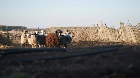Small flock of sheep huddled together, stand in the middle of empty broken yard Stock Footage 115890815