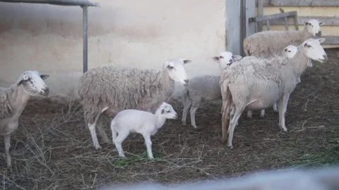 A small flock of sheep with lambs standing inside a farm enclosure. The animals Stock Footage 327274315