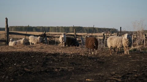 A small flock of sheep scattered on an empty, broken, semi-abandoned rural yard Stock Footage 115890546